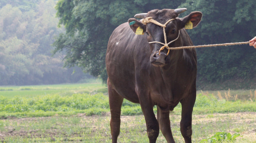 松阪牛といえばすき焼き?ステーキや焼肉も絶品!おすすめの部位を解説!