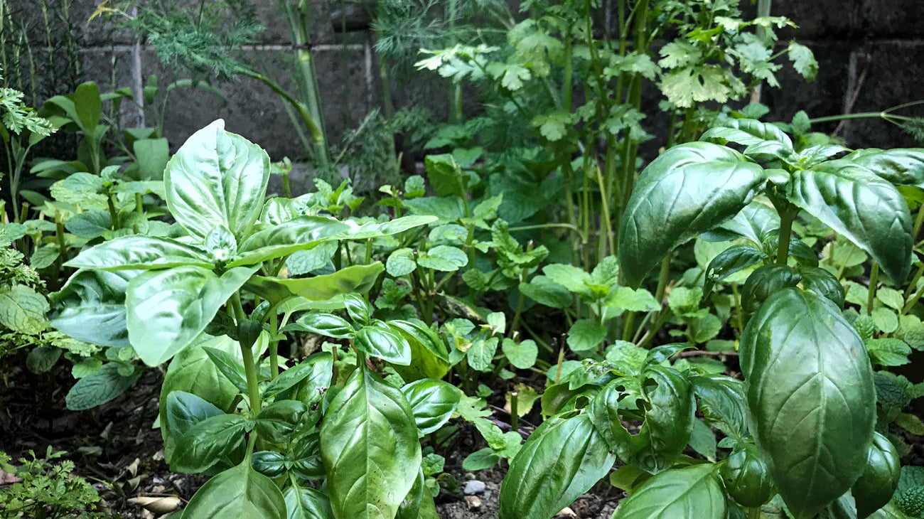 いくつ知ってる?人気ハーブの特徴、使い方もご紹介!