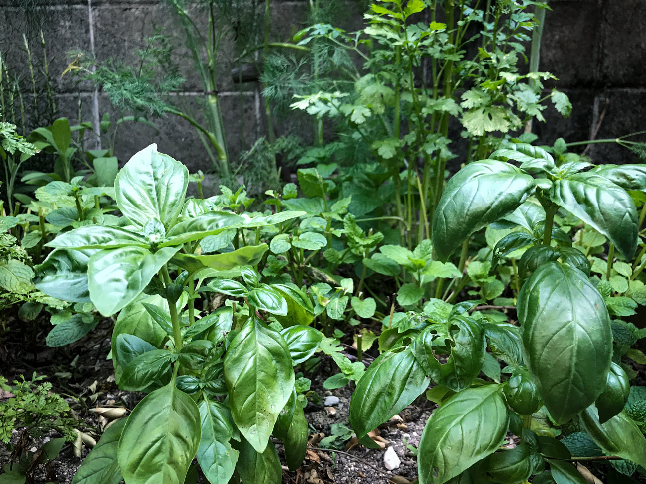 いくつ知ってる?人気ハーブの特徴、使い方もご紹介!