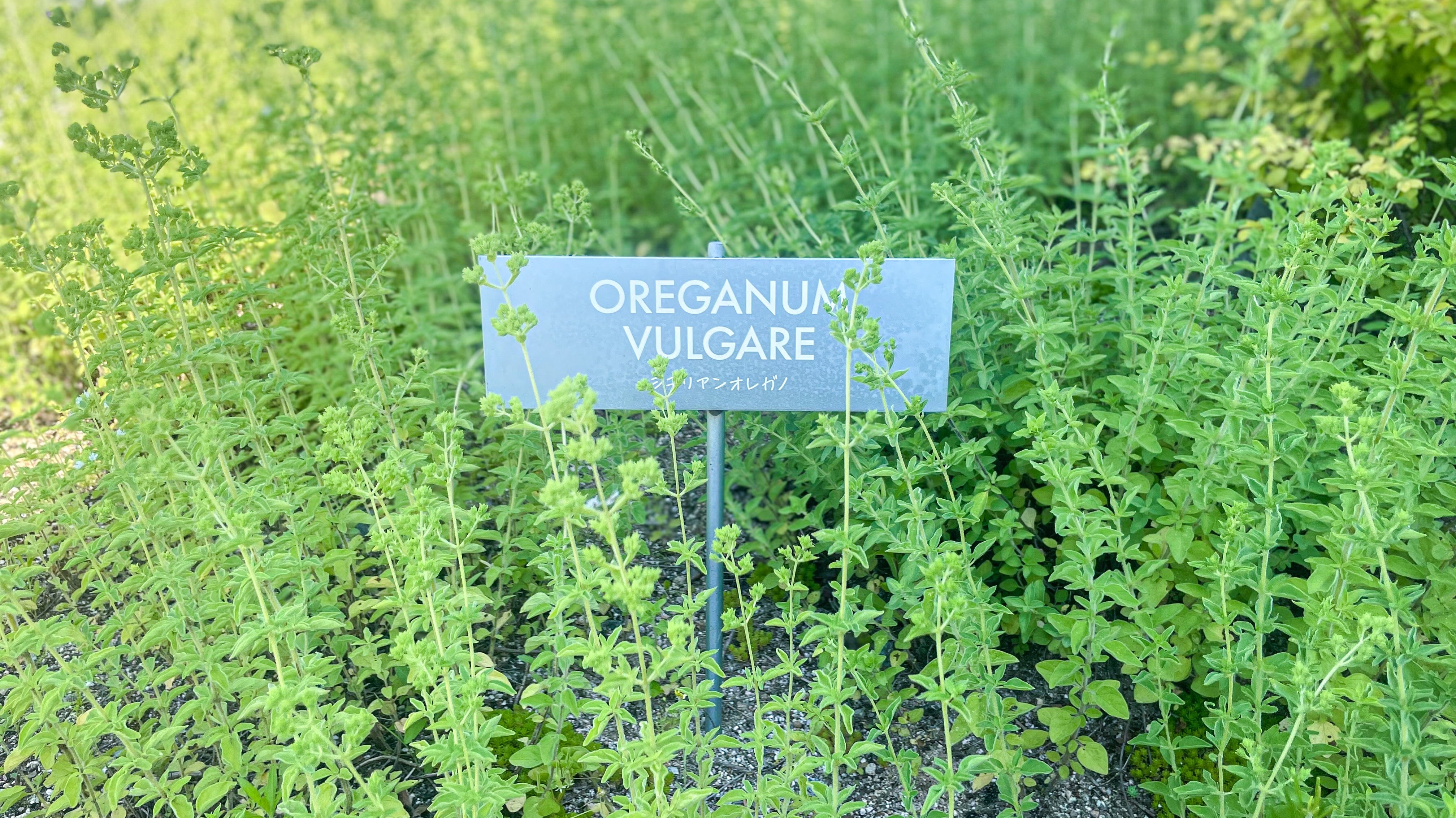 ハーブはフレッシュが一番!でも、本当にドライハーブはダメなのか?