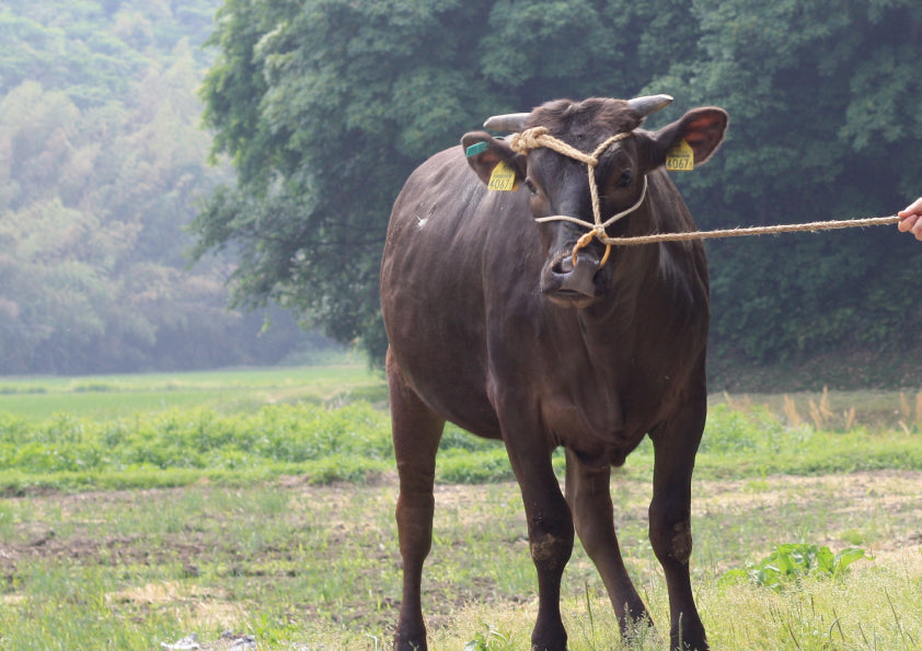 松阪牛といえばすき焼き？ステーキや焼肉も絶品！おすすめの部位を解説！