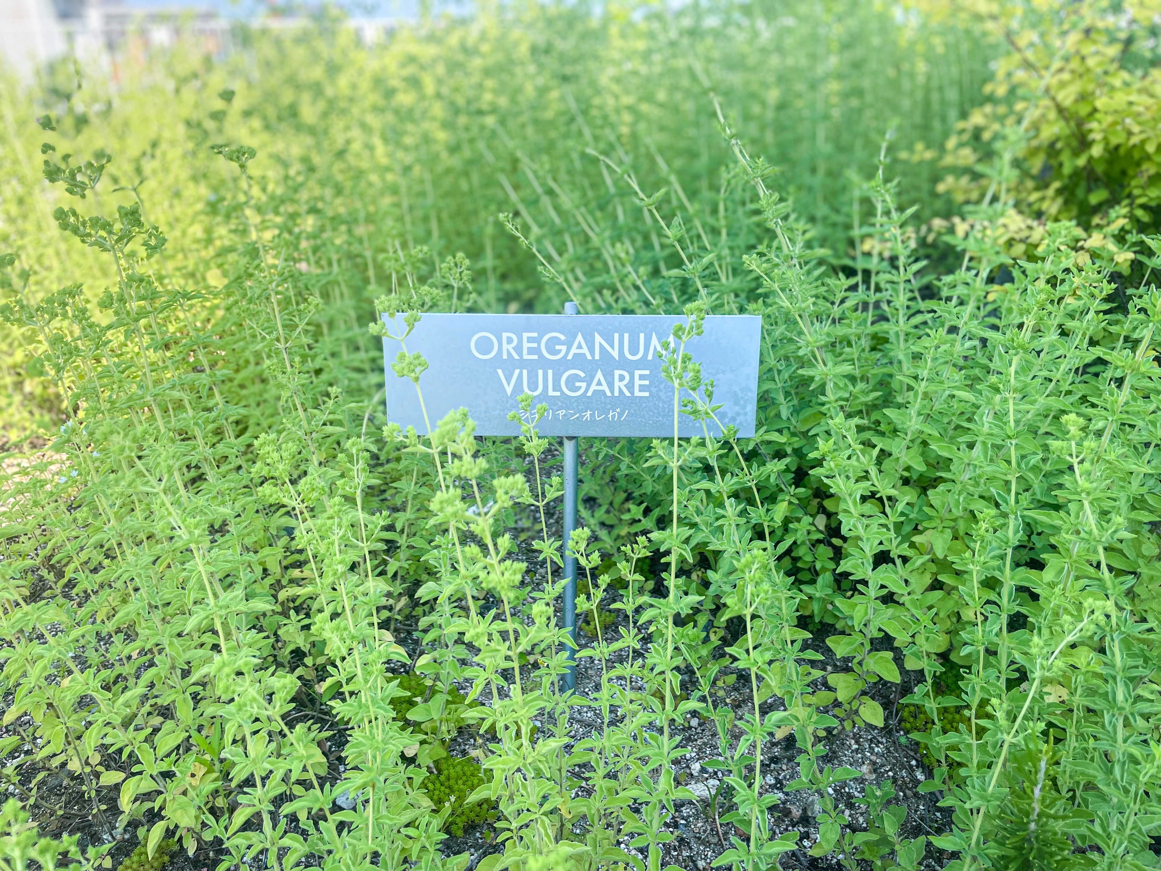 ハーブはフレッシュが一番！でも、本当にドライハーブはダメなのか？